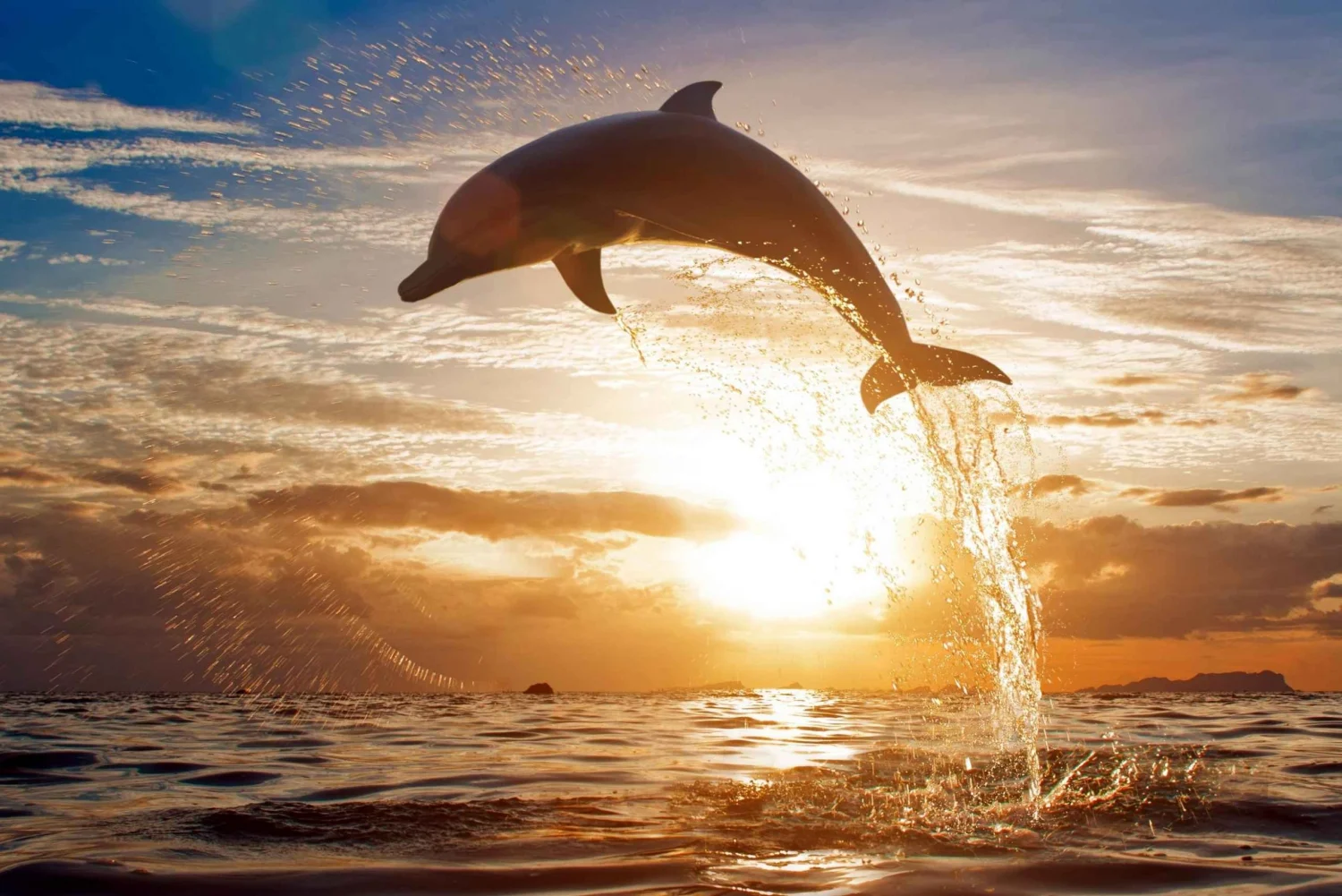 Morning Dolphin Sunrise Tour